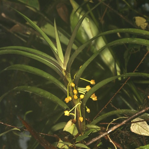 Image of Maxillaria aurea by (c) Laura Gaudette, some rights reserved (CC BY)