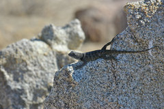 Sceloporus uniformis