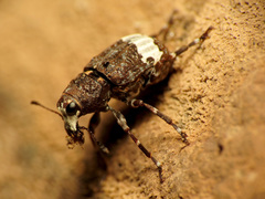 Eurymycter fasciatus