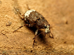 Eurymycter fasciatus