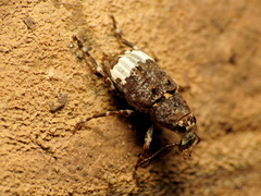 Eurymycter fasciatus