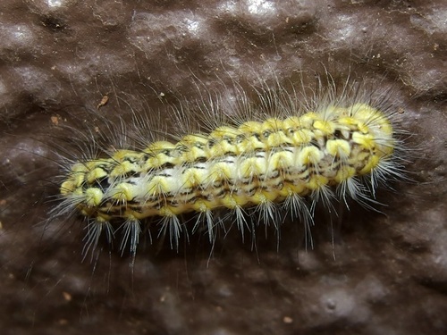 Mesquite Stinger Moth photo 5