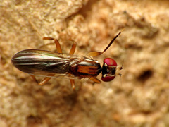 Clusiodes johnsoni