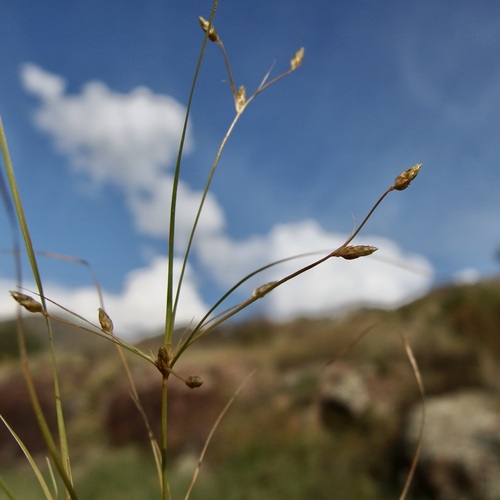 Image of Fimbristylis annua by (c) Sue Carnahan, some rights reserved (CC BY)