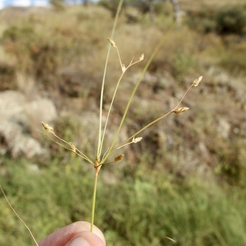 Image of Fimbristylis annua by (c) Sue Carnahan, some rights reserved (CC BY)