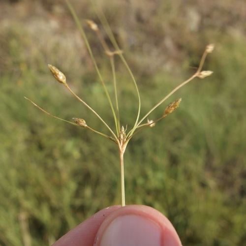 Image of Fimbristylis annua by (c) Sue Carnahan, some rights reserved (CC BY)