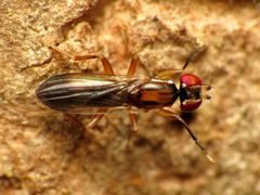 Clusiodes johnsoni