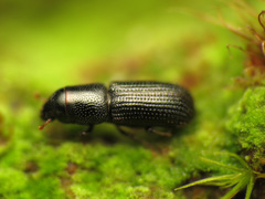 Stenoscelis andersoni