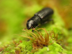 Stenoscelis andersoni