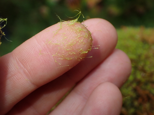 Image of Dicranodontium denudatum by no rights reserved