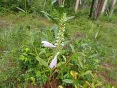 Physostegia digitalis