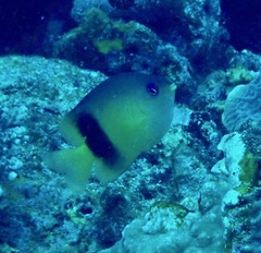 Plectroglyphidodon johnstonianus