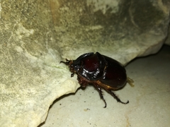 Oryctes nasicornis corniculatus