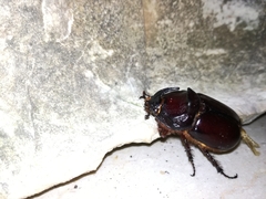 Oryctes nasicornis corniculatus