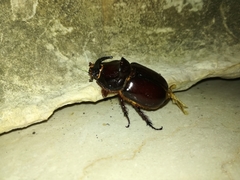 Oryctes nasicornis corniculatus