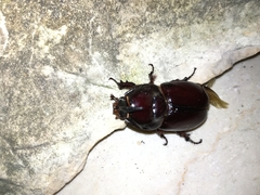 Oryctes nasicornis corniculatus