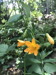Lilium parvum