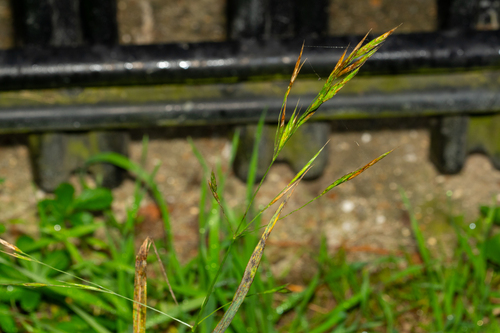 California brome (Bromus carinatus)