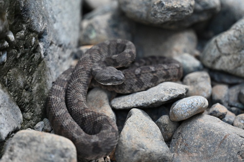 Oman Saw-scaled Viper