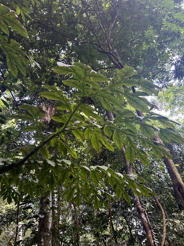 Amorphophallus titanum