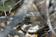 Dipsosaurus dorsalis dorsalis