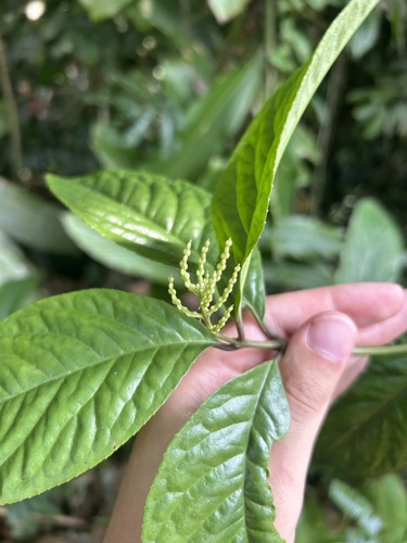 Chloranthus elatior observed 2024-08-10