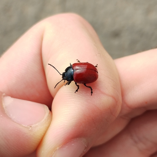 Chrysolina lutea