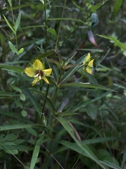 Lysimachia lanceolata