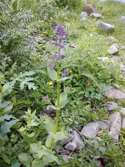 Nepeta grandiflora