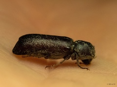 Amphicerus bicaudatus