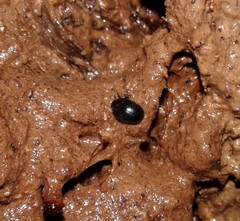 Nosodendron unicolor