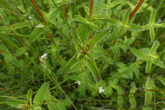 Hypericum undulatum
