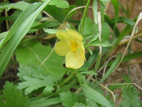 Verbascum orientale, photograph 6