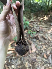Dipterocarpus cornutus
