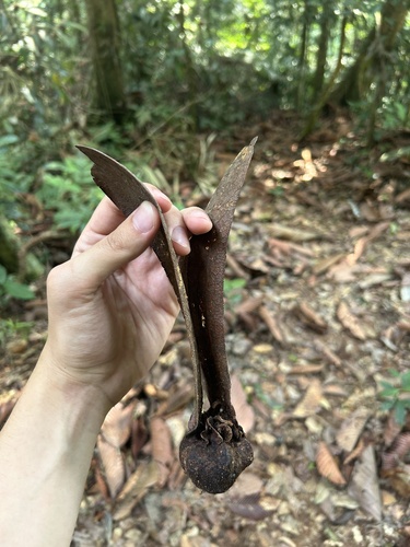 Dipterocarpus cornutus, photograph 2