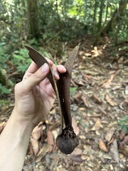 (c) eustreptospondylus, some rights reserved (CC BY) Dipterocarpus cornutus, photograph (c) eustreptospondylus, some rights reserved (CC BY)