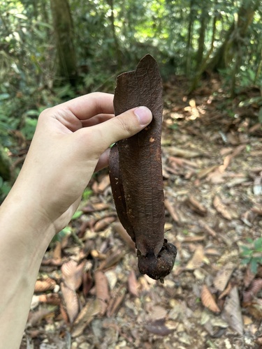 Dipterocarpus cornutus, photograph 3