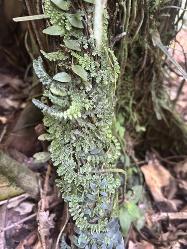 Teratophyllum observed 2024-08-10
