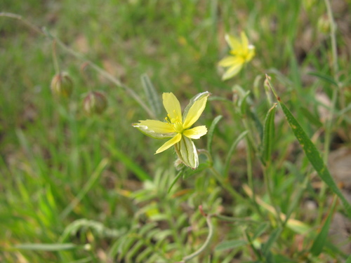 Image of Helianthemum aegyptiacum by (c) Nachman bones, some rights reserved (CC BY)