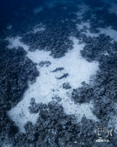 Whitetip reef shark