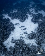 Whitetip reef shark