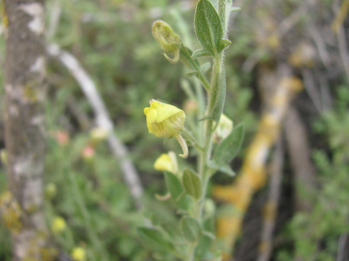 Image of Kickxia aegyptiaca by (c) Nachman bones, some rights reserved (CC BY)