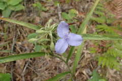 Tradescantia reverchonii