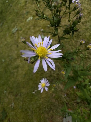 Image of Symphyotrichum undulatum by (c) John P, some rights reserved (CC BY)