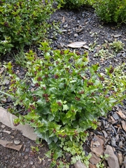 Vincetoxicum funebre