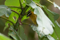 Kleinothraupis atropileus