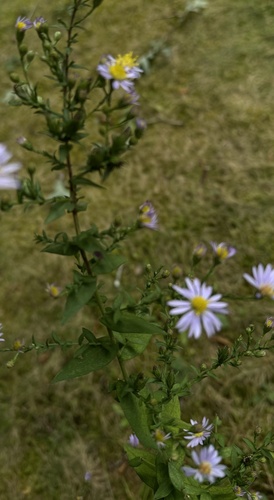 Image of Symphyotrichum undulatum by (c) John P, some rights reserved (CC BY)