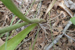 Tradescantia reverchonii