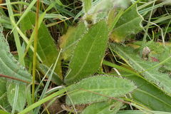 Cirsium dissectum