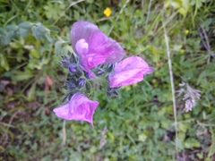 Linum hypericifolium